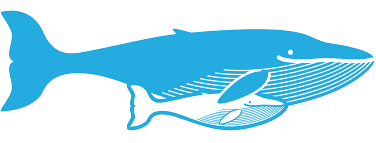balena01